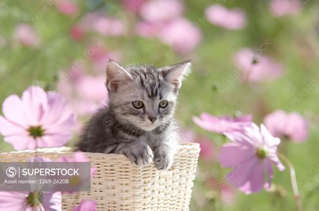 American Shorthair kitten in a wicker basket