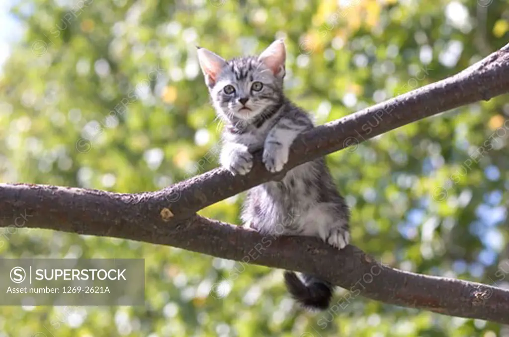 Low angle view of an American Shorthair kitten on the branch of a tree