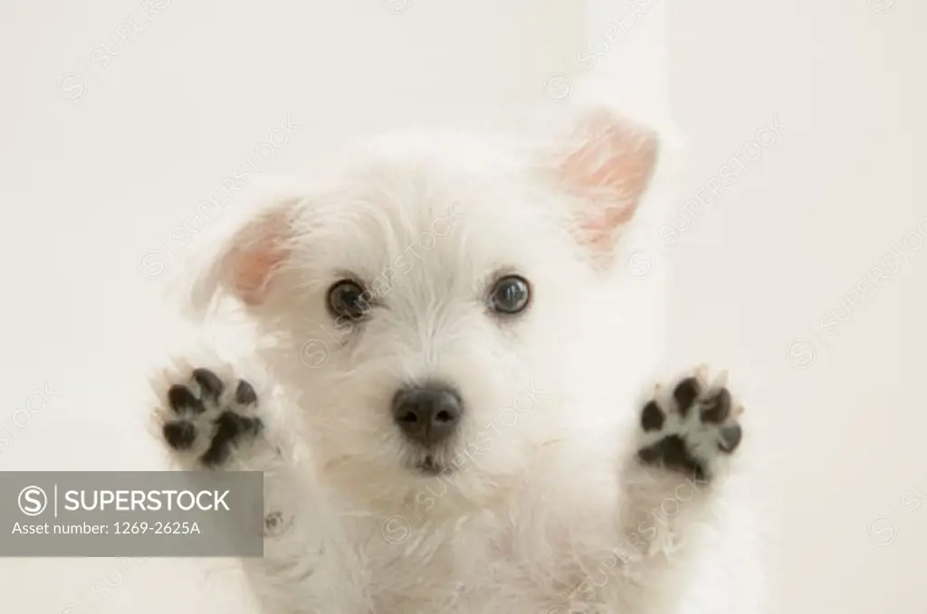Close-up of a West Highland White Terrier puppy looking through a window