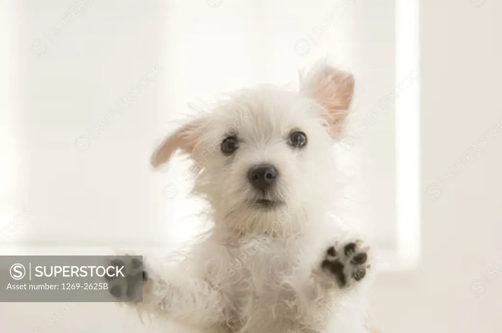 Close-up of a West Highland White Terrier puppy looking through a window