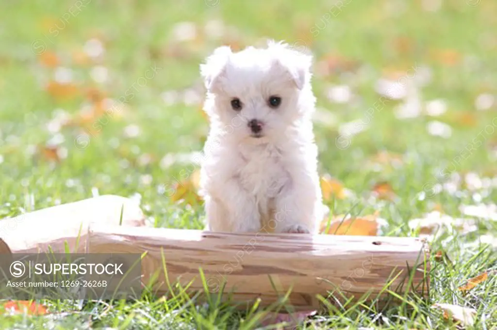 Maltese puppy in a field