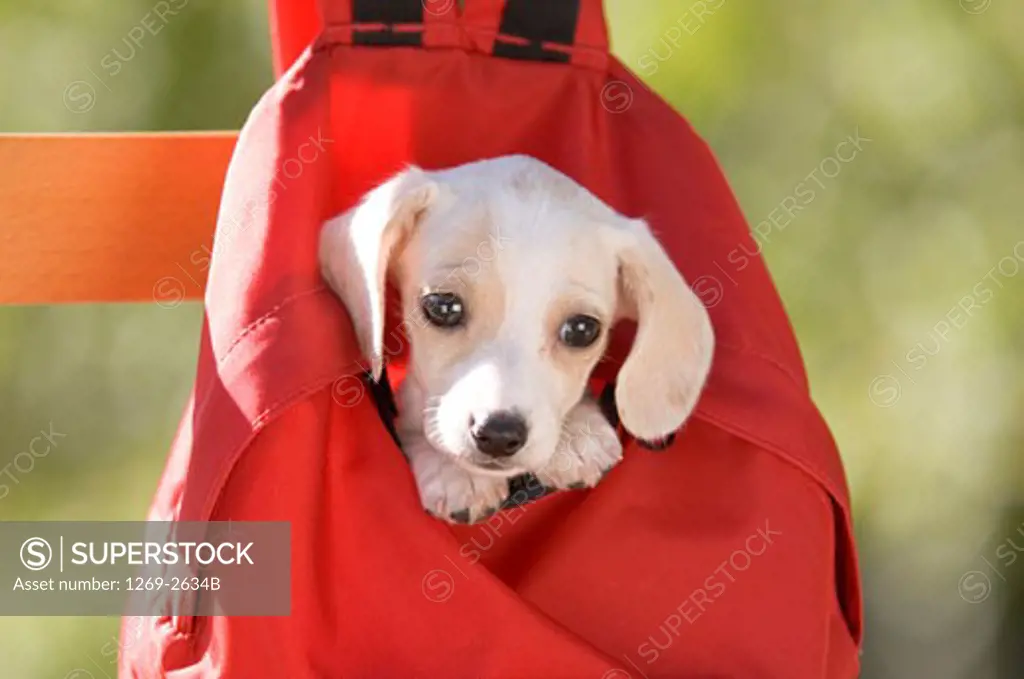 Close-up of a dachshund puppy in a red backpack
