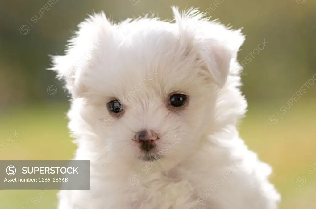Close-up of a Maltese puppy