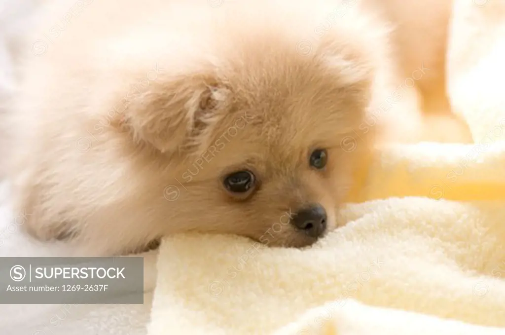Close-up of a Pomeranian puppy resting on towels