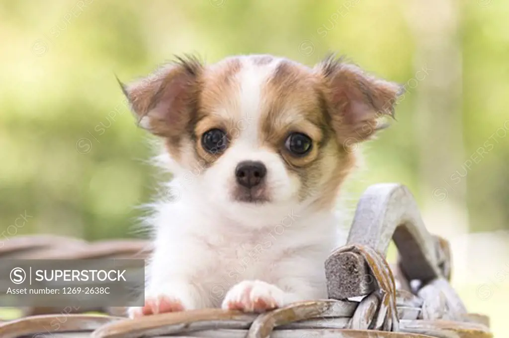 Chihuahua puppy in a wicker basket