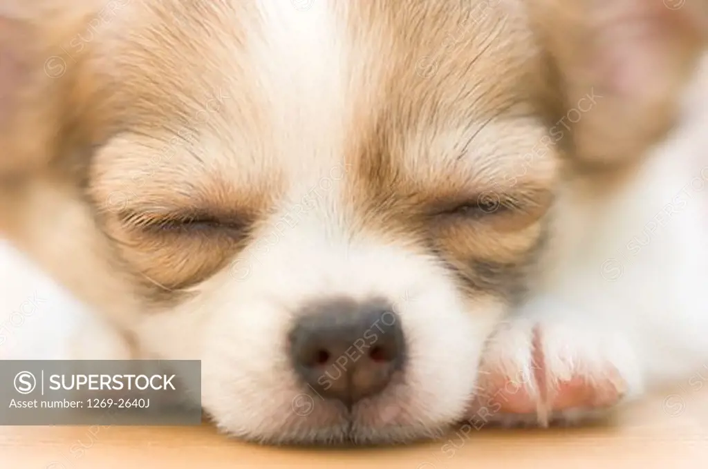 Close-up of a Chihuahua puppy sleeping