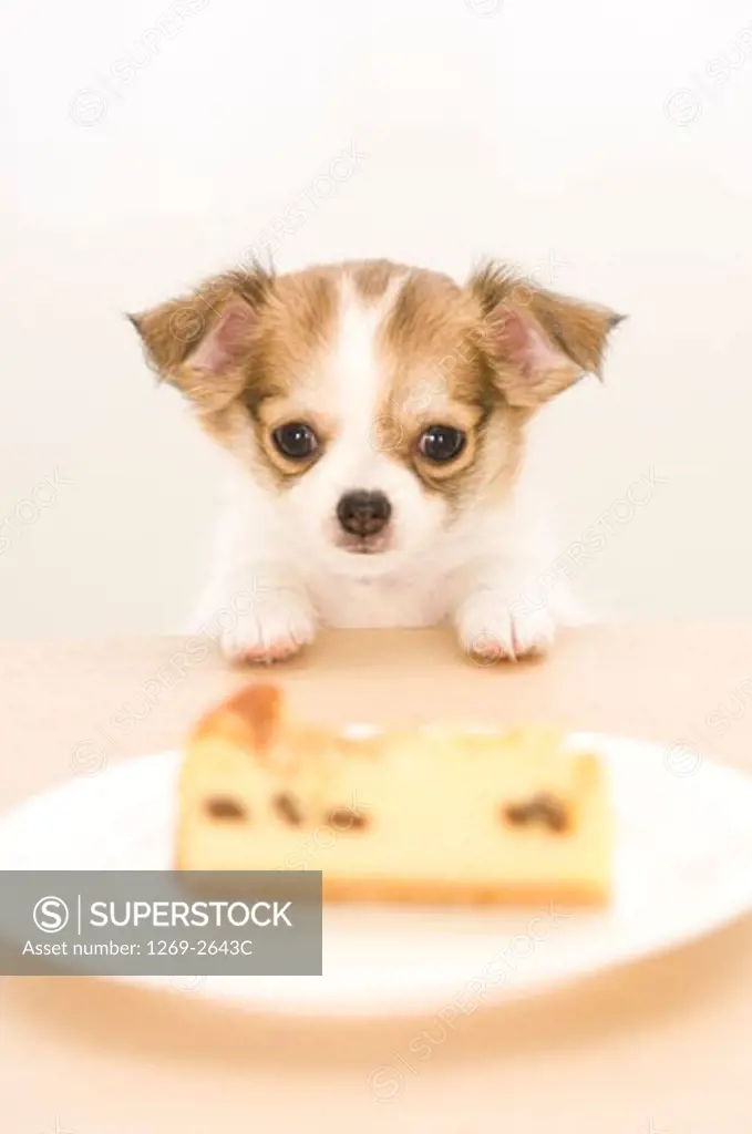 Chihuahua puppy looking at food in a plate