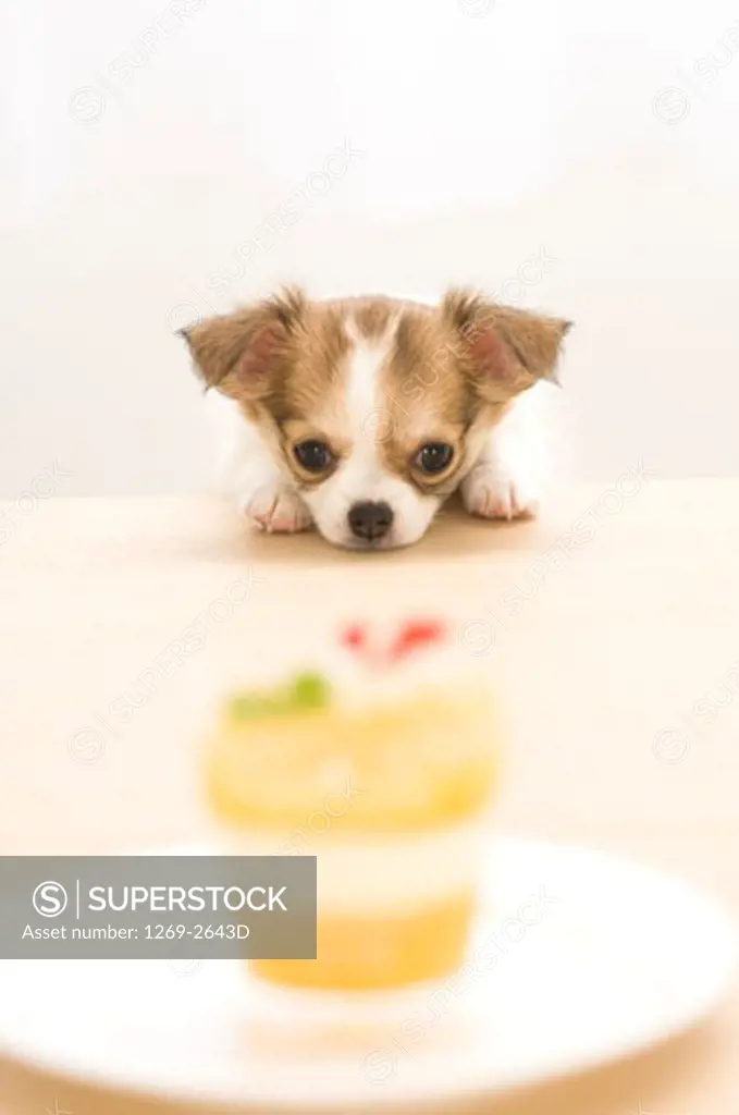 Chihuahua puppy looking at food in a plate