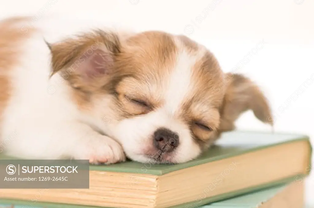 Chihuahua puppy sleeping on books