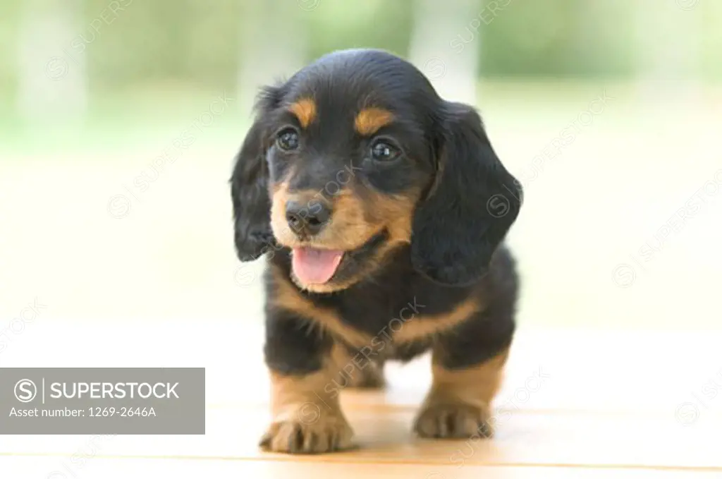 Close-up of a dachshund puppy