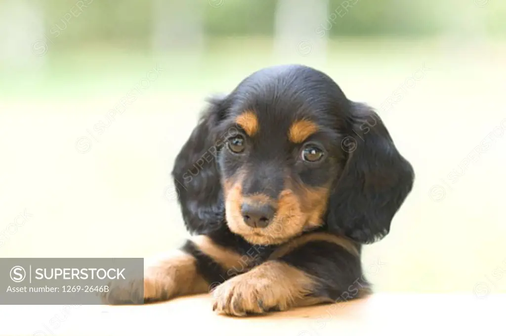 Close-up of a dachshund puppy