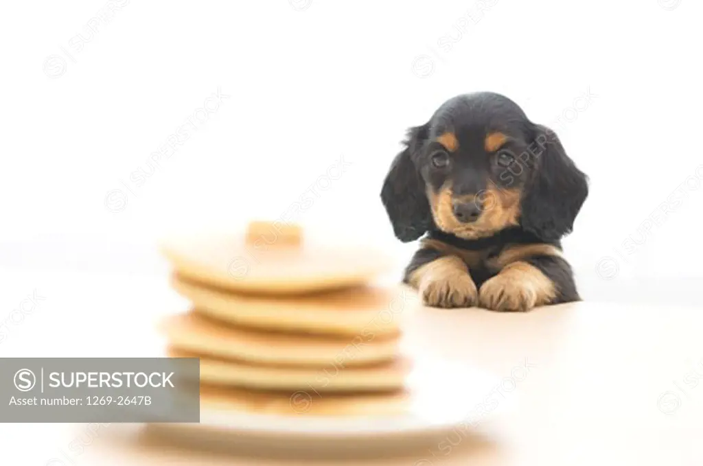 Dachshund puppy looking at a stack of pancakes