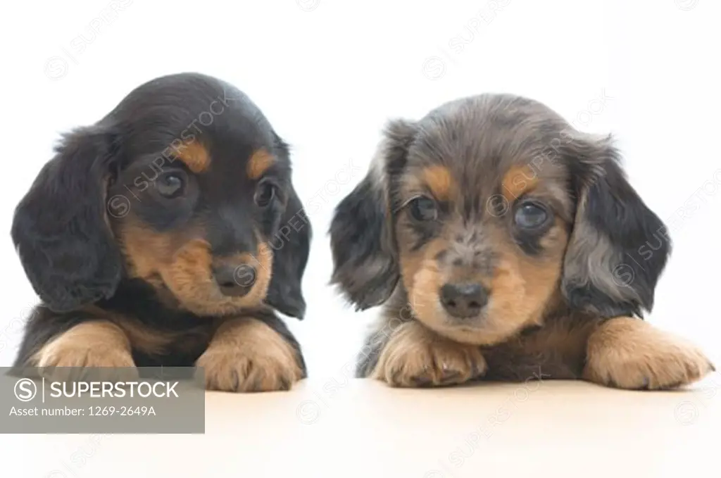 Close-up of two dachshund puppies