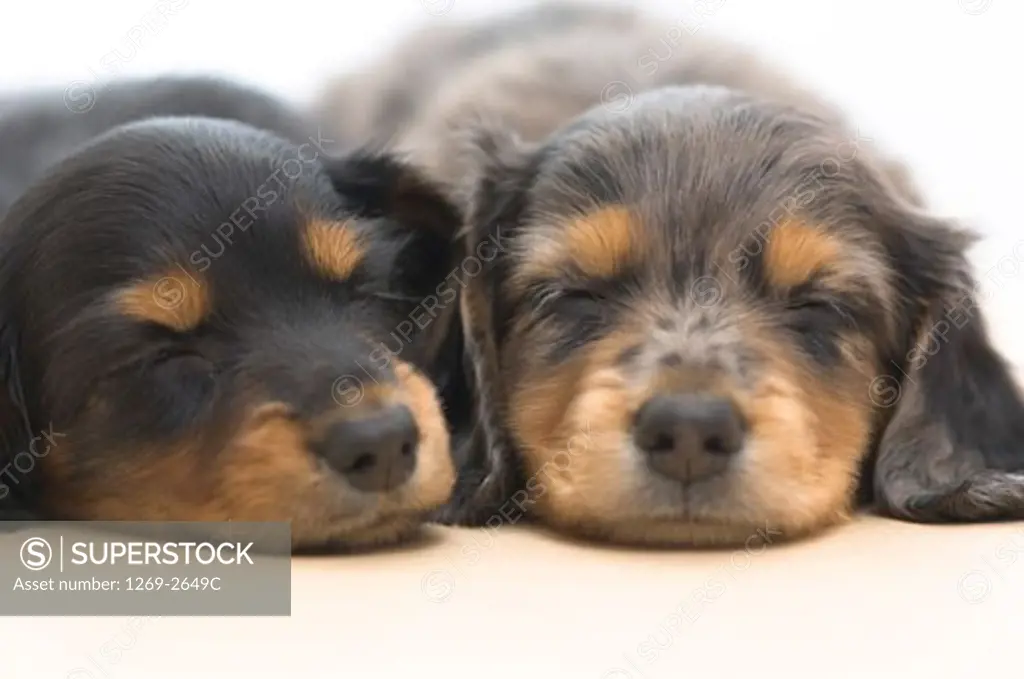 Close-up of two dachshund puppies sleeping together