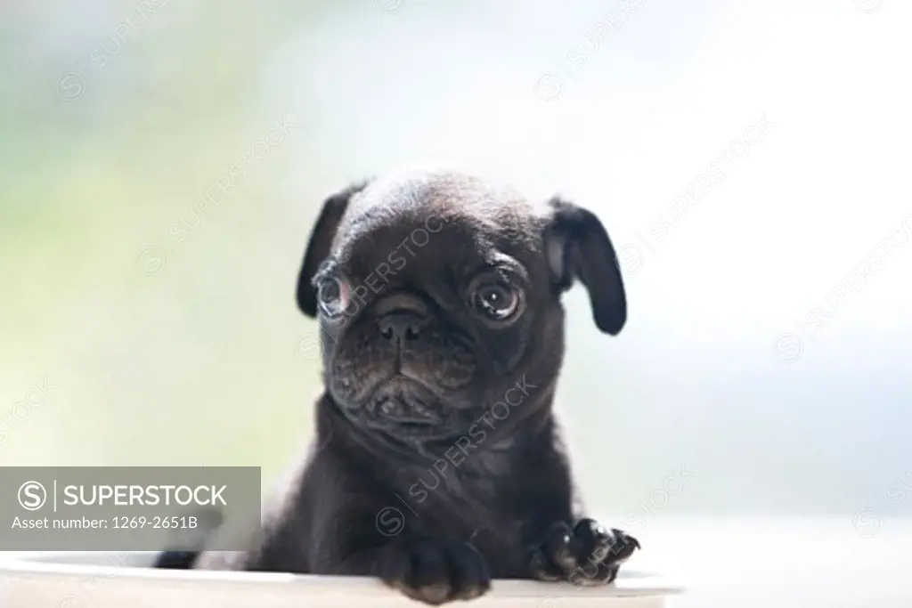 Close-up of a black pug puppy in a bucket