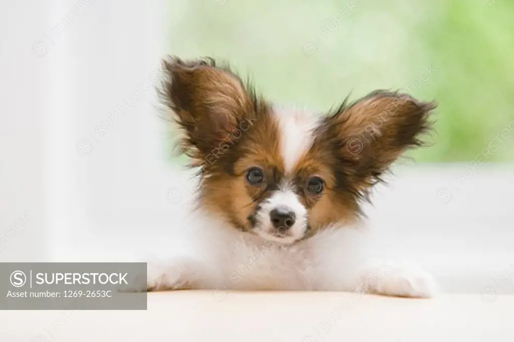 Close-up of a Papillon puppy