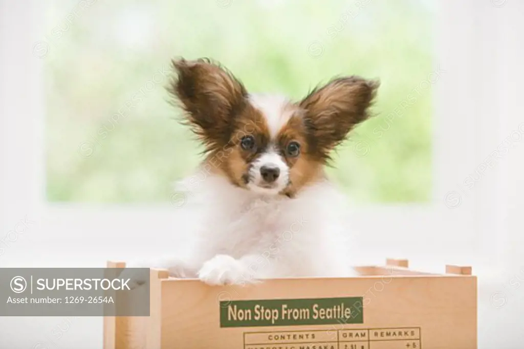 Close-up of a Papillon puppy in a wooden box