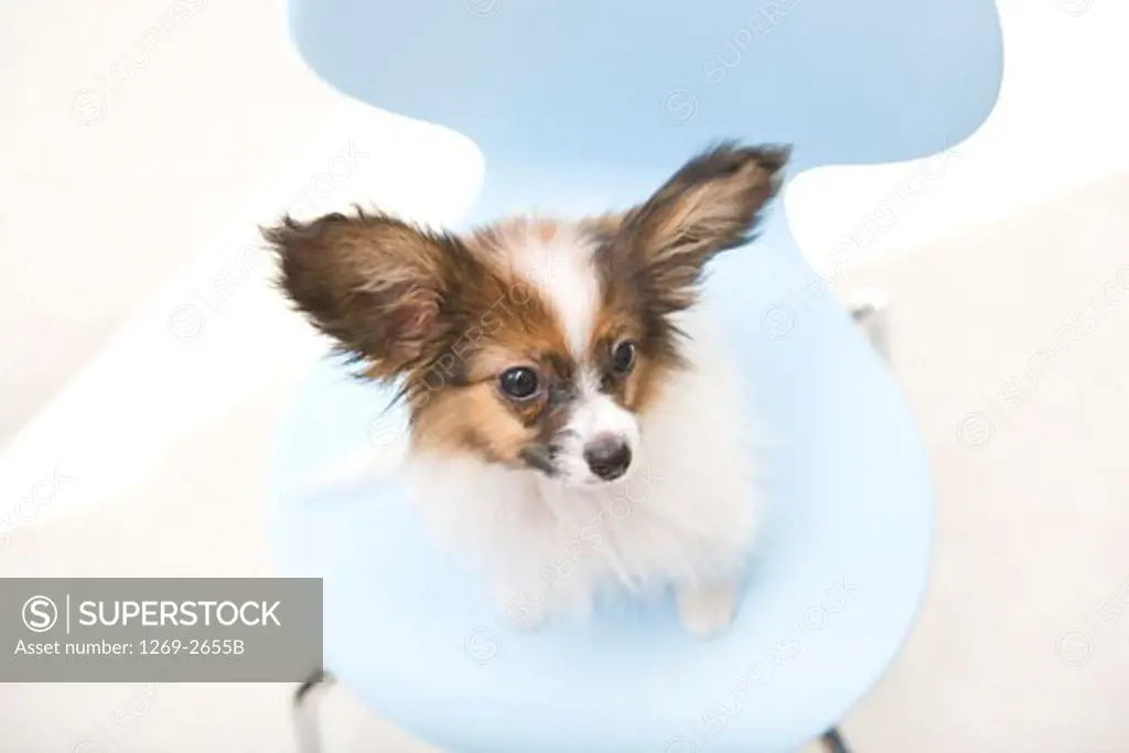 Close-up of a Papillon puppy sitting on a chair