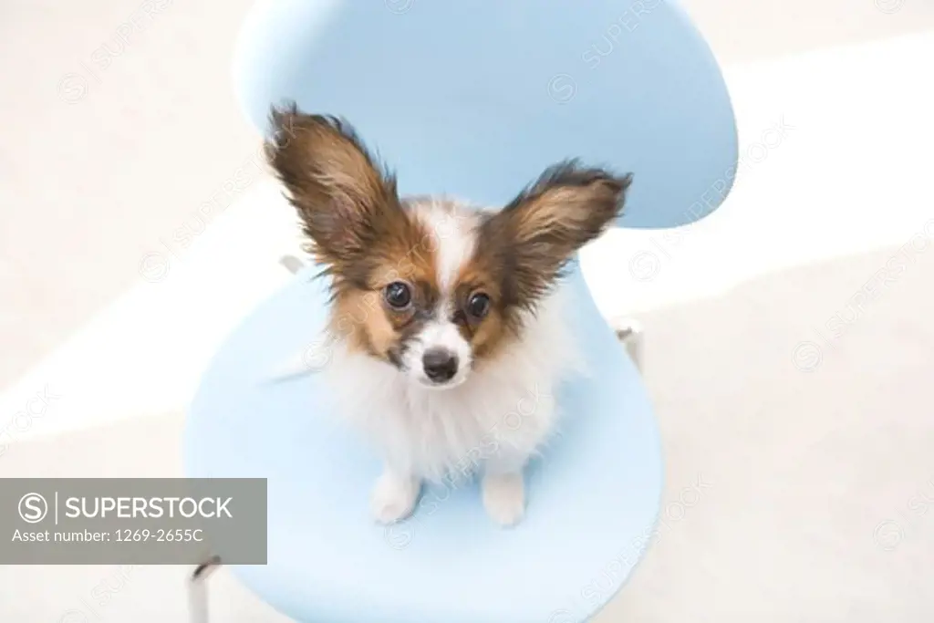 High angle view of a Papillon puppy sitting on a chair