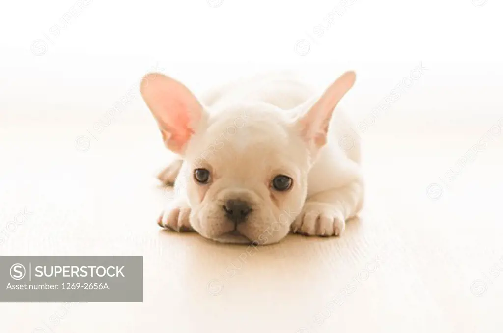French Bulldog puppy sitting on the floor