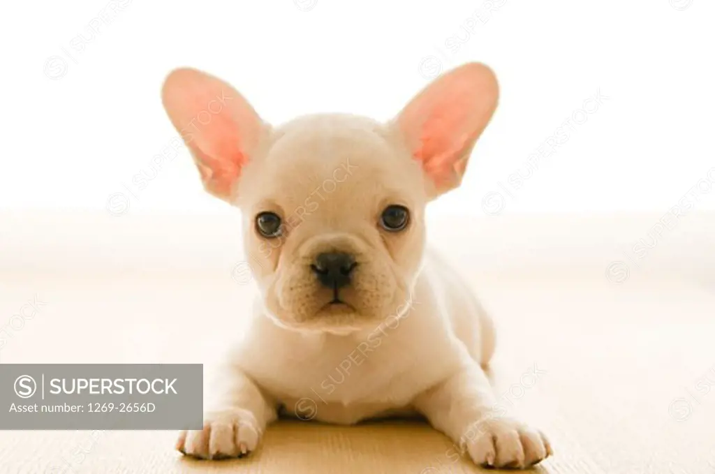 Close-up of a French bulldog puppy