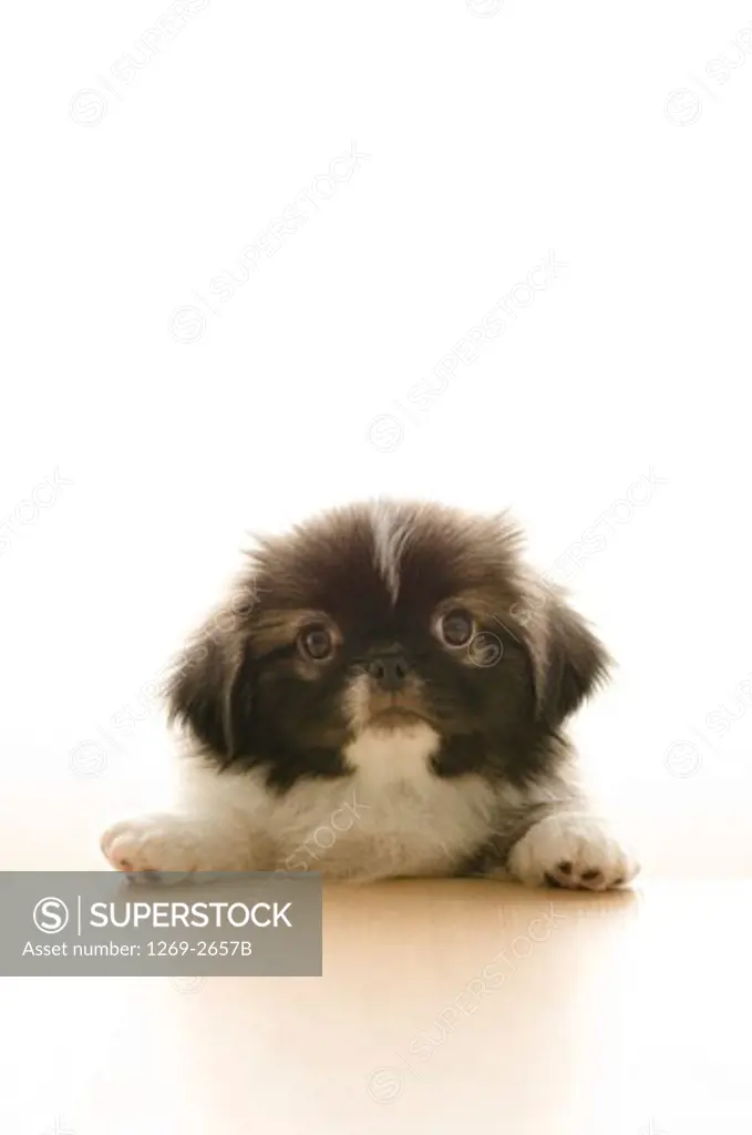 Close-up of a Pekingese puppy