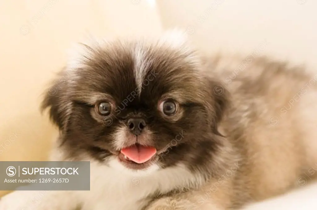 Close-up of a Pekingese puppy
