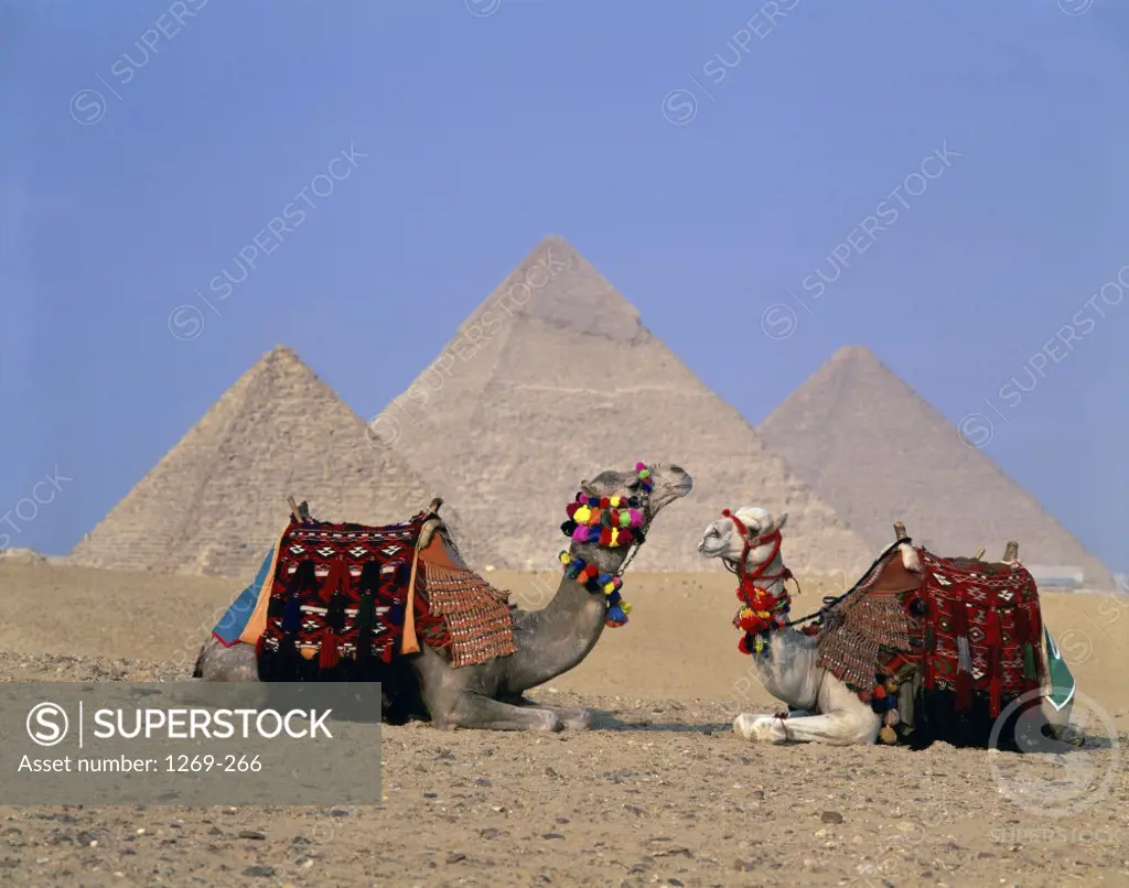 Two camels sitting in front of the pyramids, Giza Pyramids, Giza, Egypt