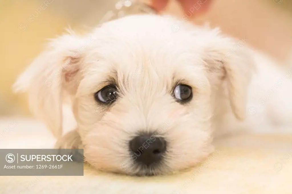 Close-up of a Miniature Schnauzer puppy