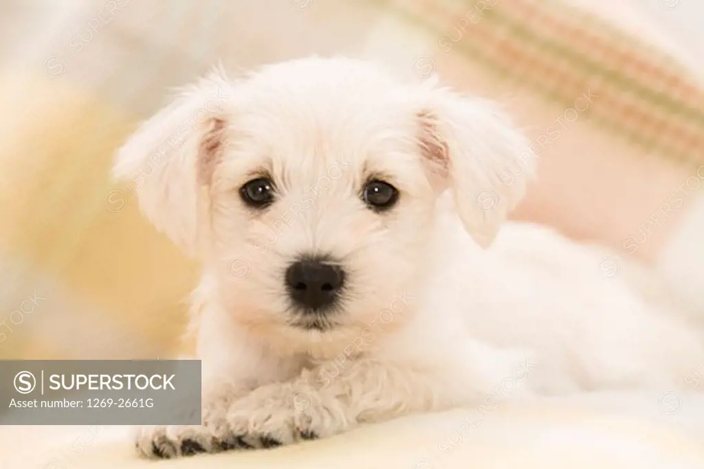 Close-up of a Miniature Schnauzer puppy