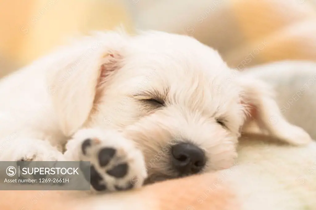 Close-up of a Miniature Schnauzer puppy sleeping