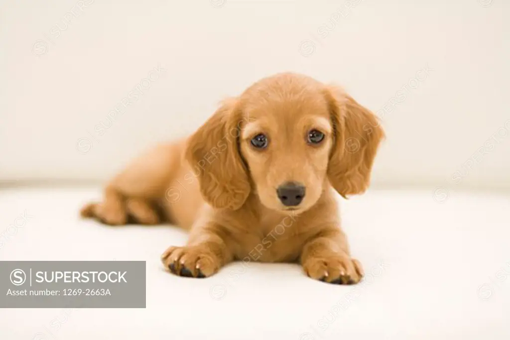 Close-up of a dachshund