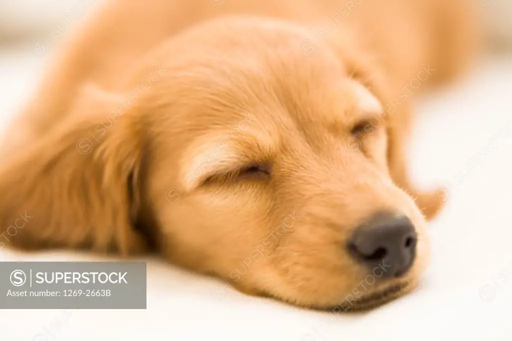 Close-up of a dachshund sleeping