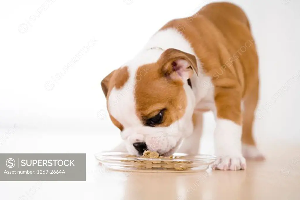 Bulldog puppy eating food from a bowl