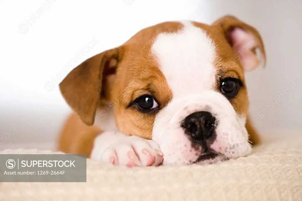 Portrait of a bulldog puppy resting
