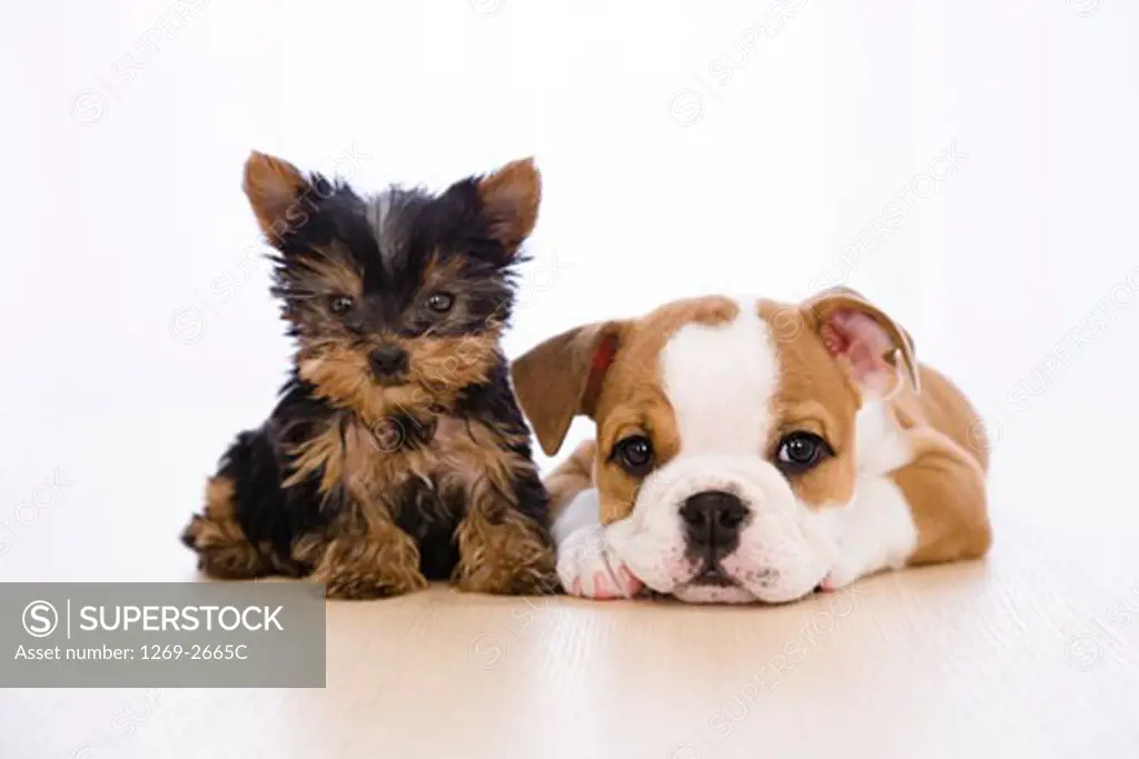 Bulldog puppy with a Yorkshire Terrier puppy