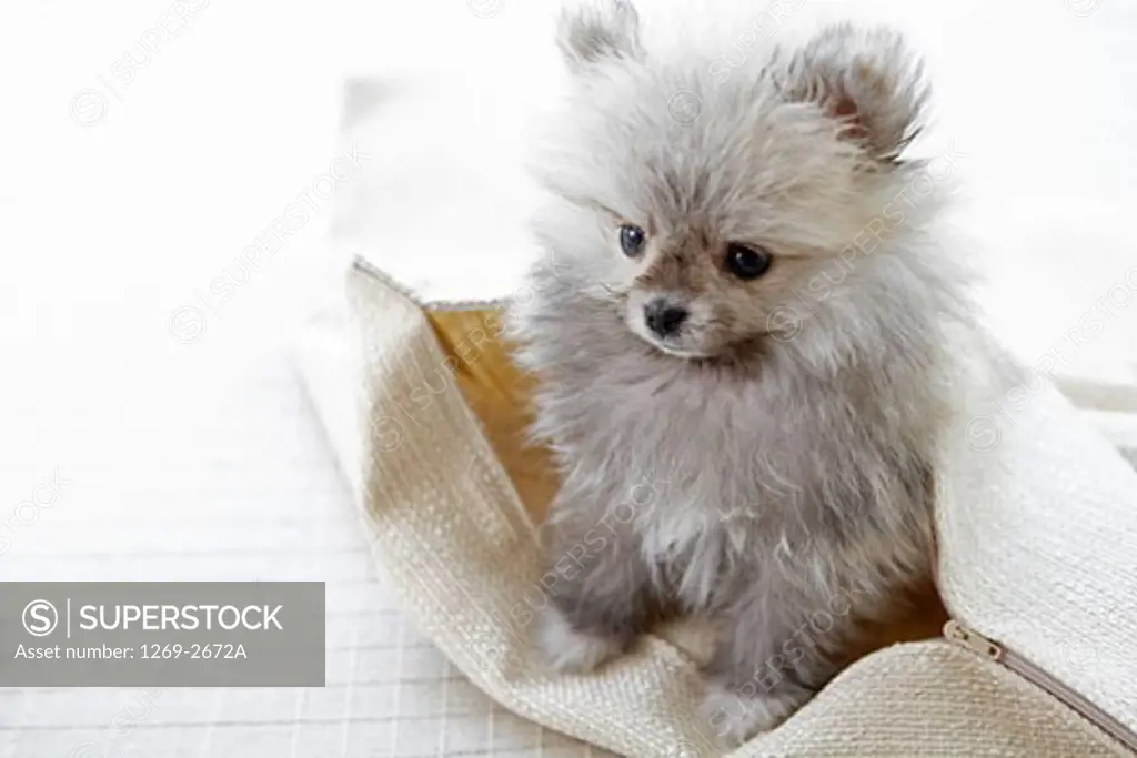 Close-up of a Pomeranian puppy in a bag