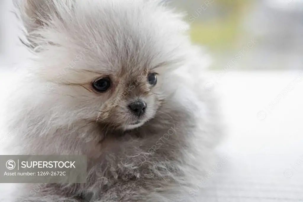 Close-up of a Pomeranian puppy