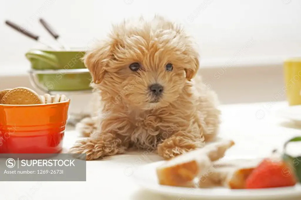 Close-up of a Toy poodle puppy sitting near a bowl of biscuits