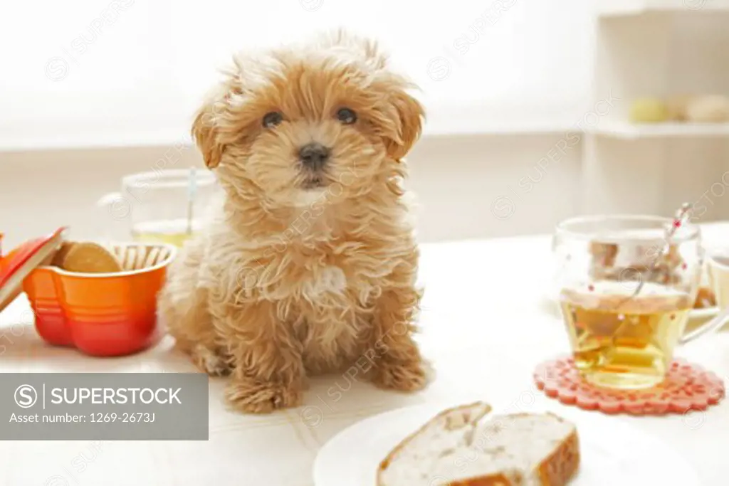 Toy Poodle puppy with a bowl of biscuits and a glass of juice