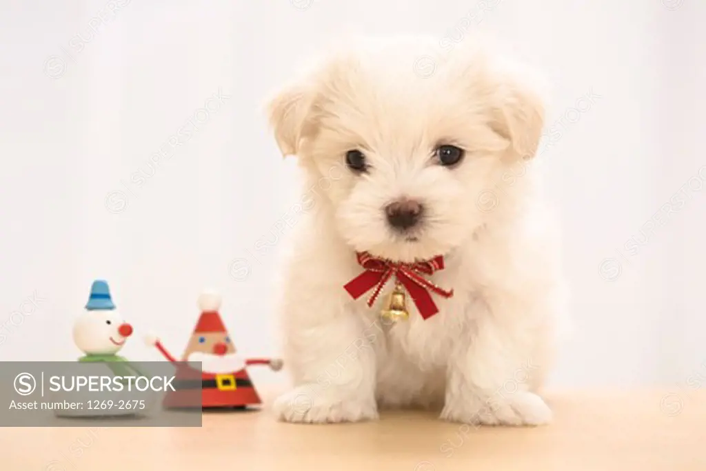 Close-up of a Maltese puppy with two toy snowmen