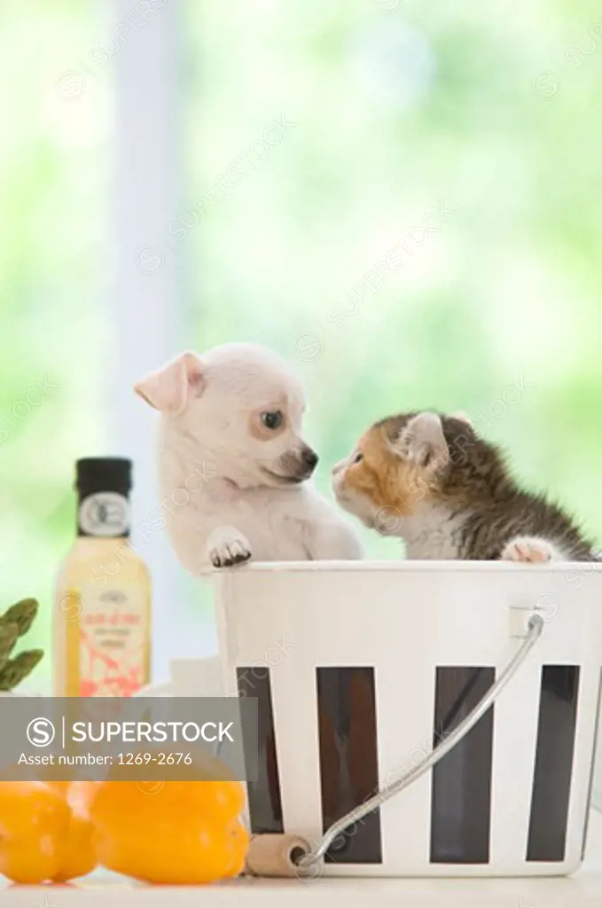 Chihuahua puppy with a kitten in a bucket