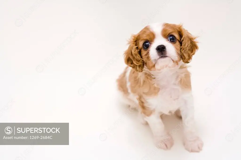 Close-up of a Cavalier King Charles Spaniel (Blenheim coat) puppy