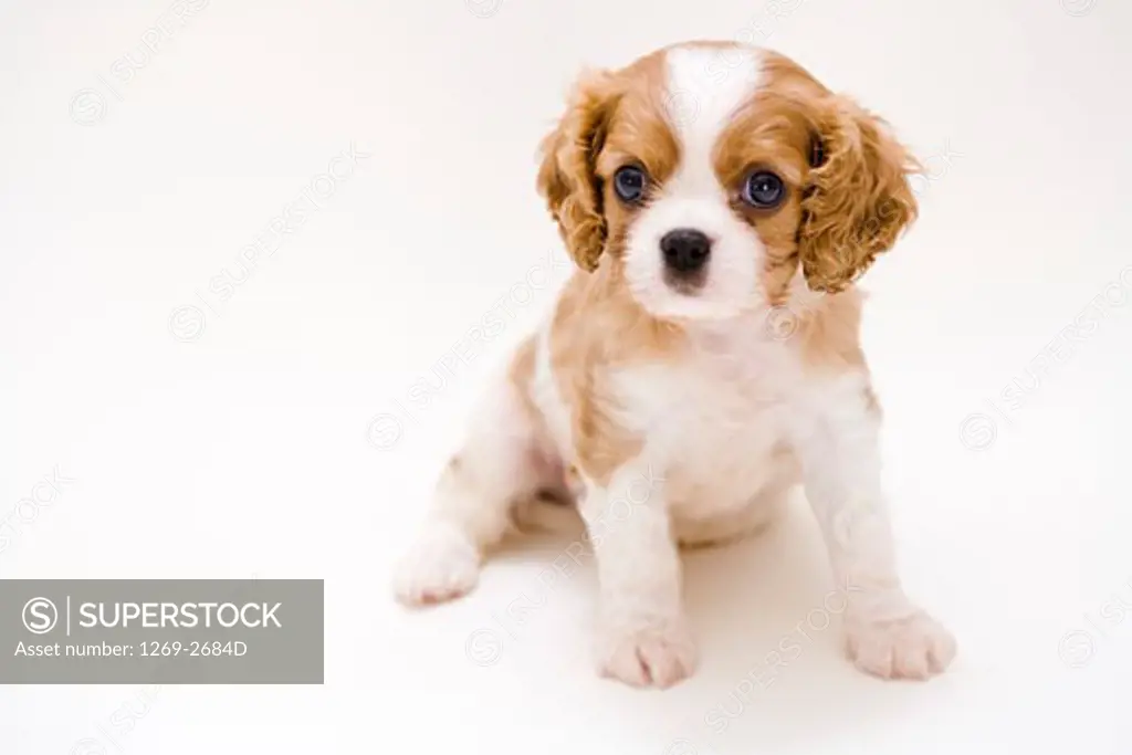 Close-up of a Cavalier King Charles Spaniel (Blenheim coat) puppy