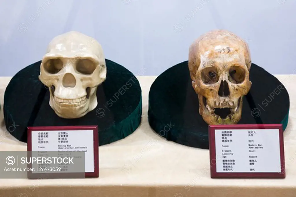 Skulls of Peking men in a museum, Peking man Museum, Zhoukoudian Site, Zhoukoudian, Beijing, China