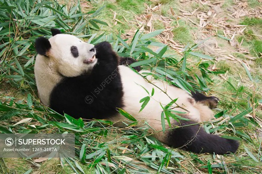 Giant panda (Ailuropoda melanoleuca) eating bamboo leaves, Chengdu Panda Base Of Giant Panda Breeding, Chengdu, Sichuan Province, China