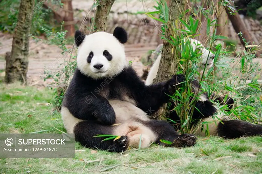 Two Giant pandas (Ailuropoda melanoleuca), Chengdu Panda Base Of Giant Panda Breeding, Chengdu, Sichuan Province, China