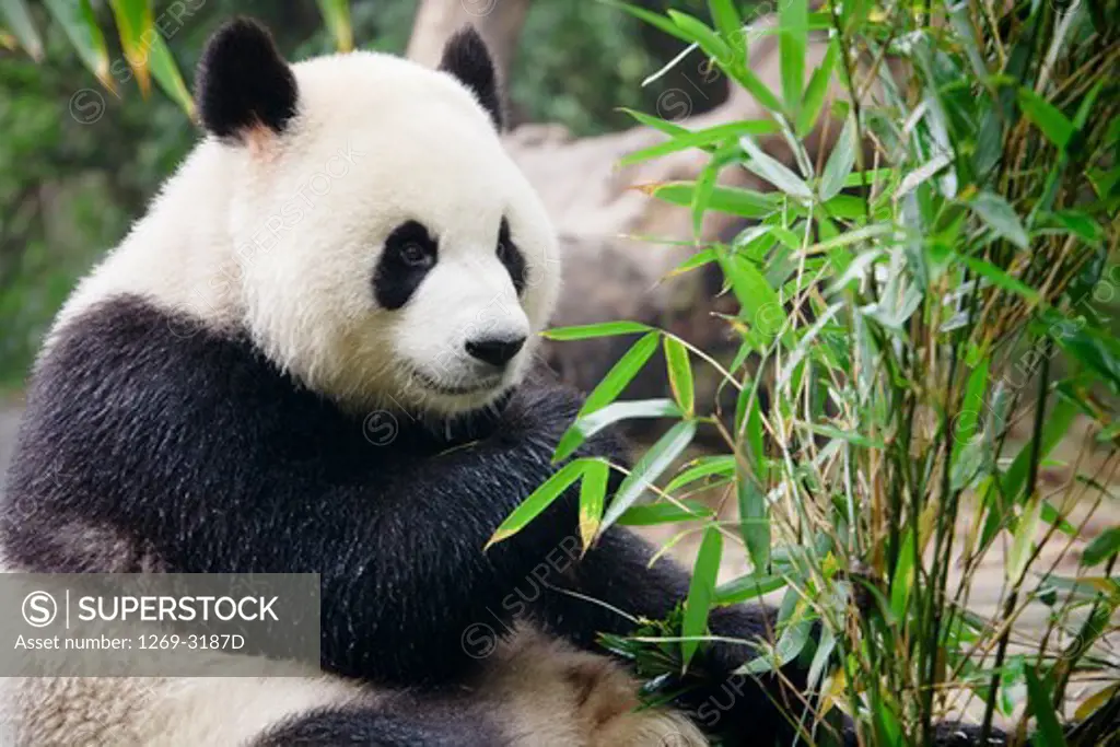 Giant panda (Ailuropoda melanoleuca), Chengdu Panda Base Of Giant Panda Breeding, Chengdu, Sichuan Province, China