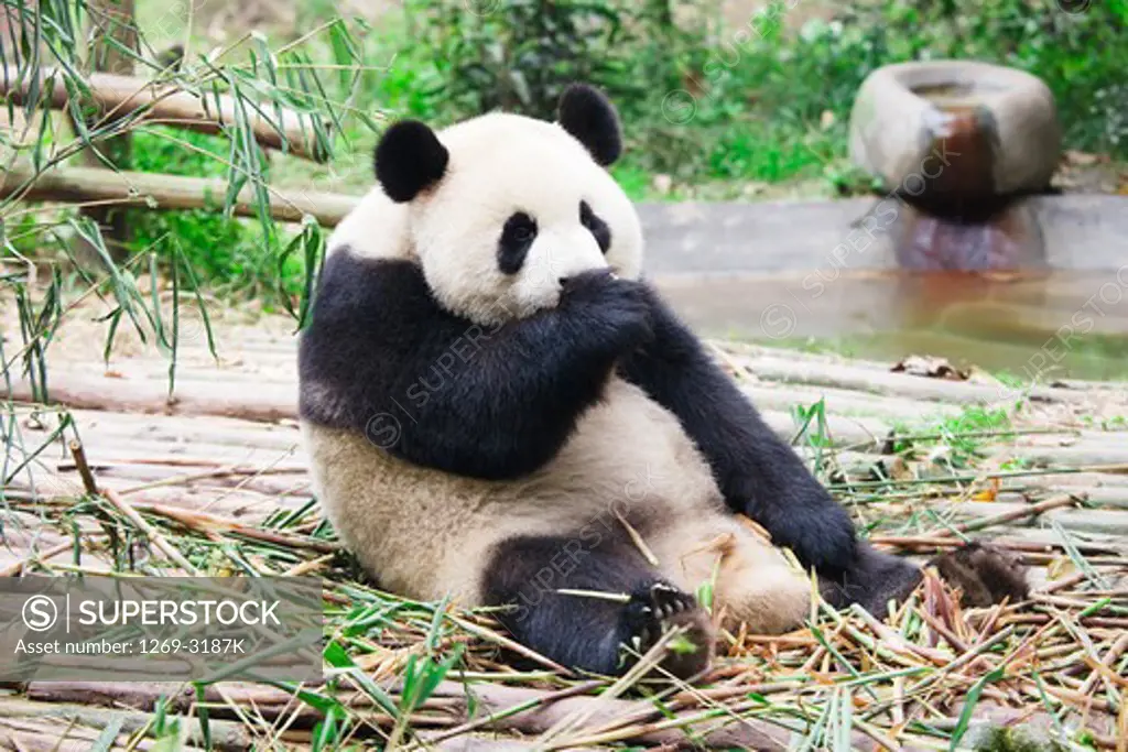 Giant panda (Ailuropoda melanoleuca), Chengdu Panda Base Of Giant Panda Breeding, Chengdu, Sichuan Province, China