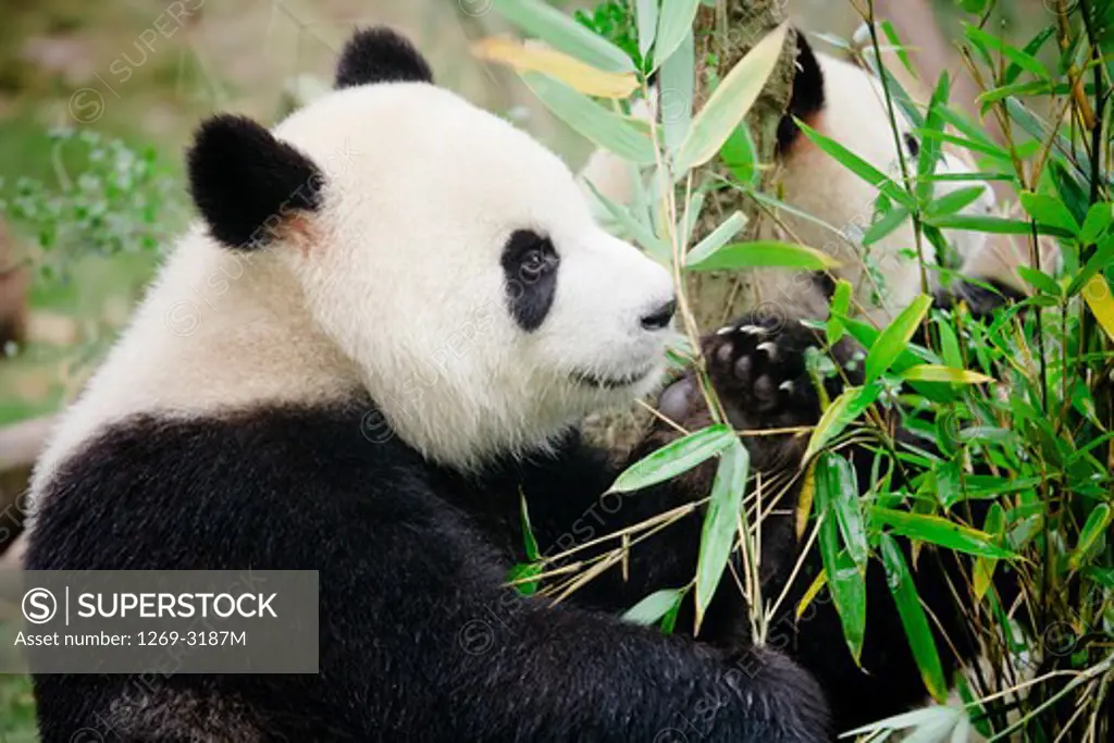 Giant panda (Ailuropoda melanoleuca) feeding, Chengdu Panda Base Of Giant Panda Breeding, Chengdu, Sichuan Province, China